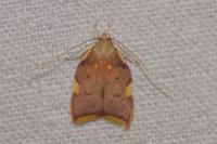 Carcina quercana