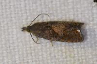 Dichrorampha