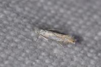 Phyllonorycter harrisella