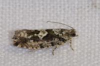 Zeiraphera isertana