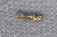 Phyllonorycter quercifoliella