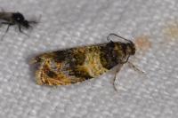 Celypha aurofasciana