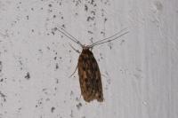 Hofmannophila pseudospretella