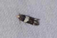 Recurvaria leucatella