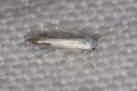 Lyonetia clerkella