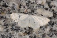 Scopula immutata