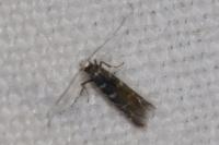 Parectopa ononidis