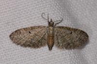 Eupithecia tenuiata