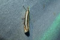 Crambus pascuella