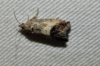 Cydia splendana