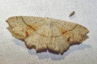 Cyclophora punctaria