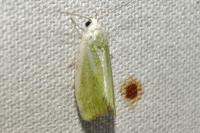Earias clorana