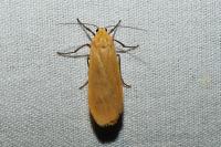 Wittia sororcula