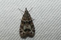 Eudonia