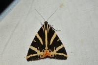 Euplagia quadripunctaria