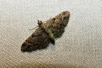 Gymnoscelis rufifasciata