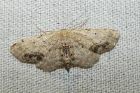 Idaea dimidiata