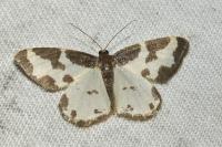 Lomaspilis marginata