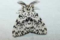 Lymantria monacha