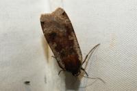 Noctua pronuba