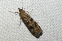 Nomophila noctuella