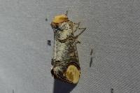 Phalera bucephala