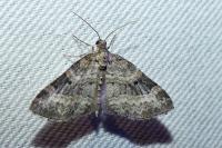 Pterapherapteryx sexalata