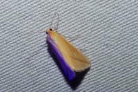 Rhodometra sacraria