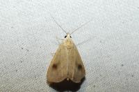 Rivula sericealis