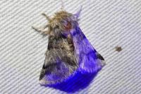 Thaumetopoea processionea