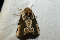 Thyatira batis