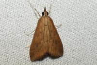 Udea ferrugalis