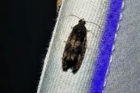 Zeiraphera isertana