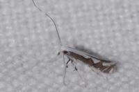 Dialectica scalariella