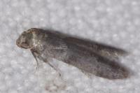 Blastobasis phycidella