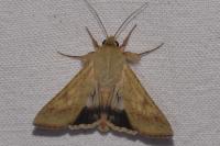 Helicoverpa armigera