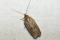 Agonopterix putridella