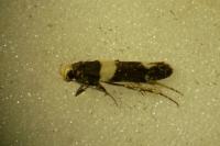 Recurvaria leucatella