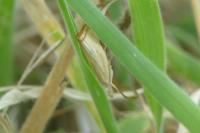 Agriphila straminella