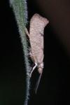 Ypsolopha alpella