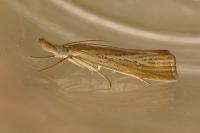 Agriphila straminella