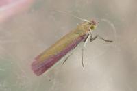 Oncocera semirubella