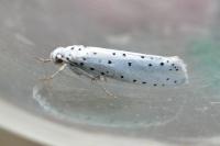 Yponomeuta