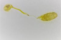 Cilix hispanica