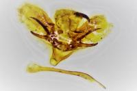 Hyloicus pinastri