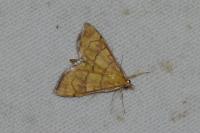 Anania verbascalis