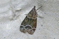 Eudonia mercurella