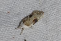 Agonopterix alstroemeriana