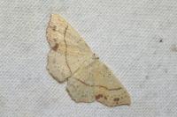 Cyclophora punctaria