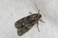 Acronicta rumicis